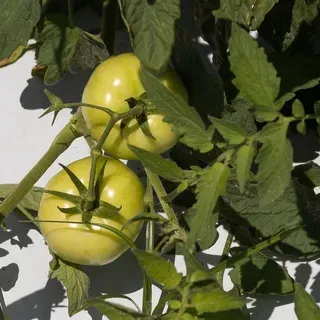 thumbnail for publication: Tomato Production in Florida Using Fertigation Technology